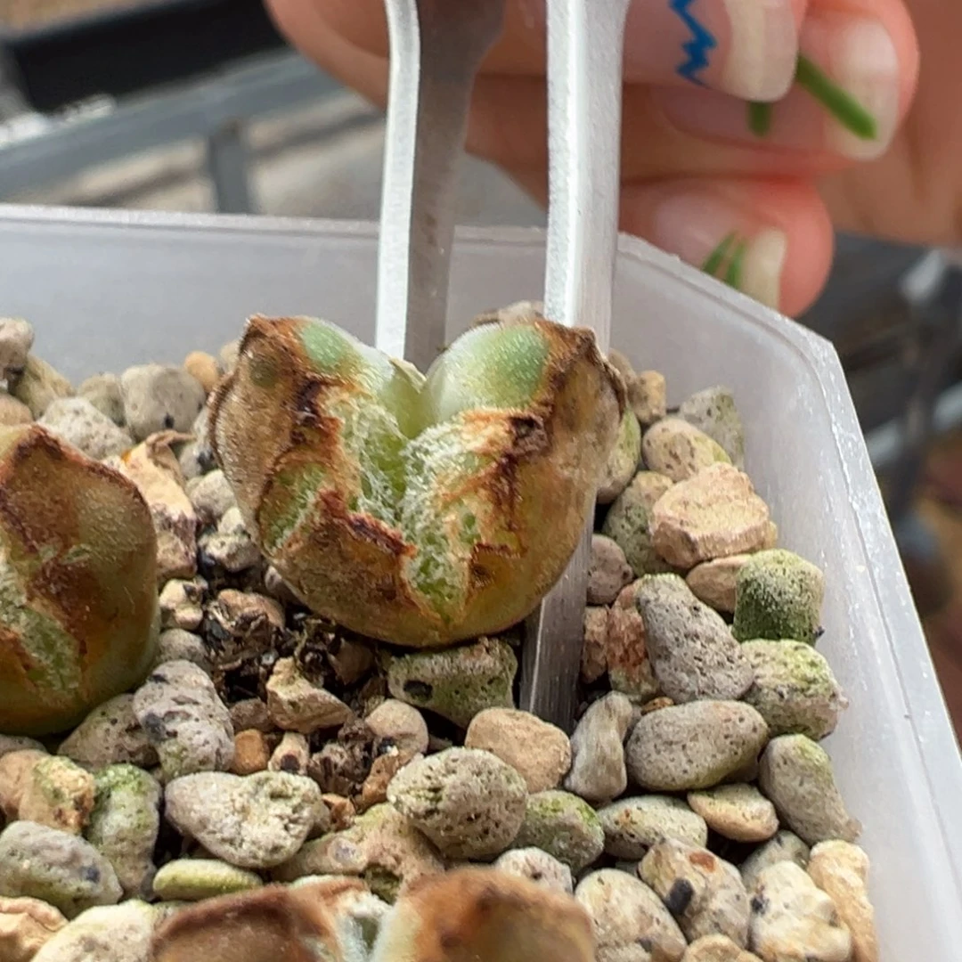 从****?1111111111多肉多肉