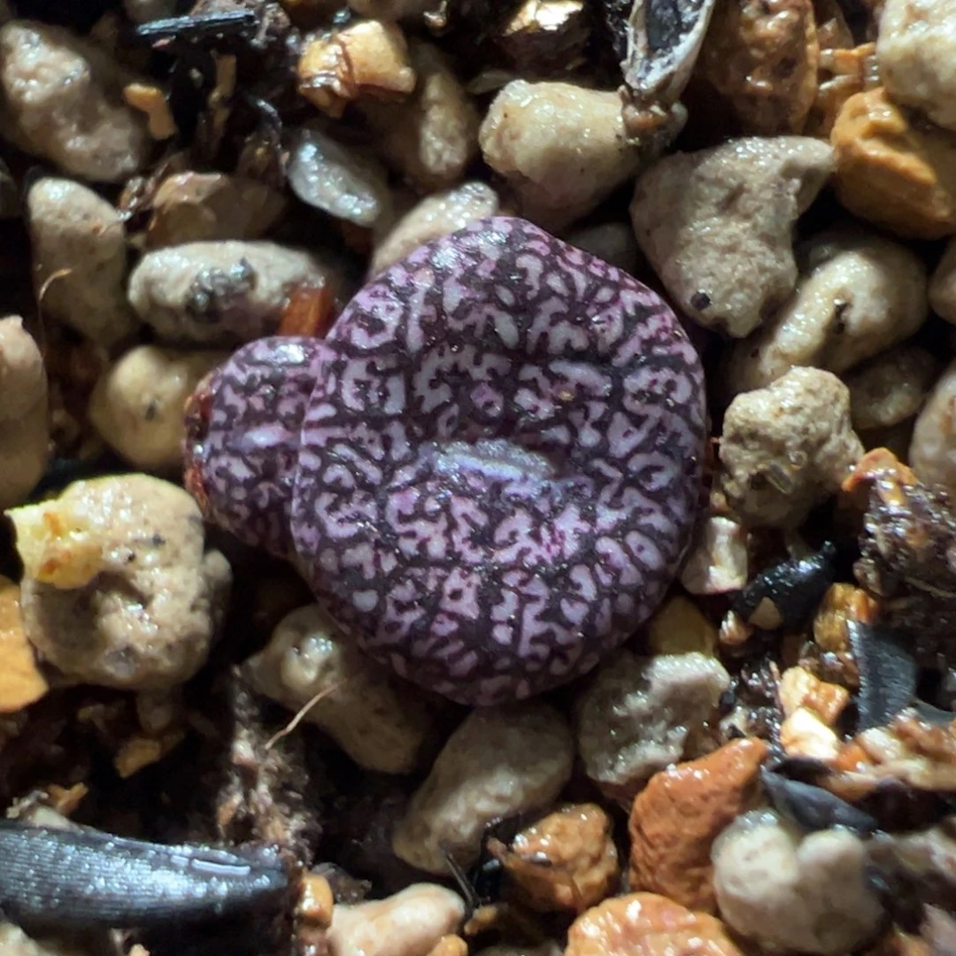 海王墨多肉多肉多肉