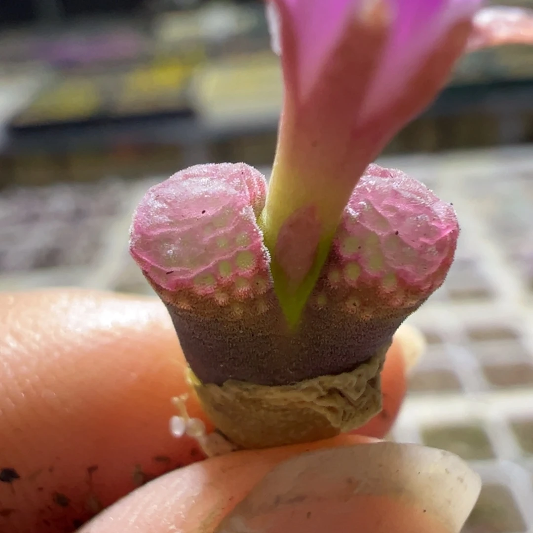 梦****_111111111111多肉