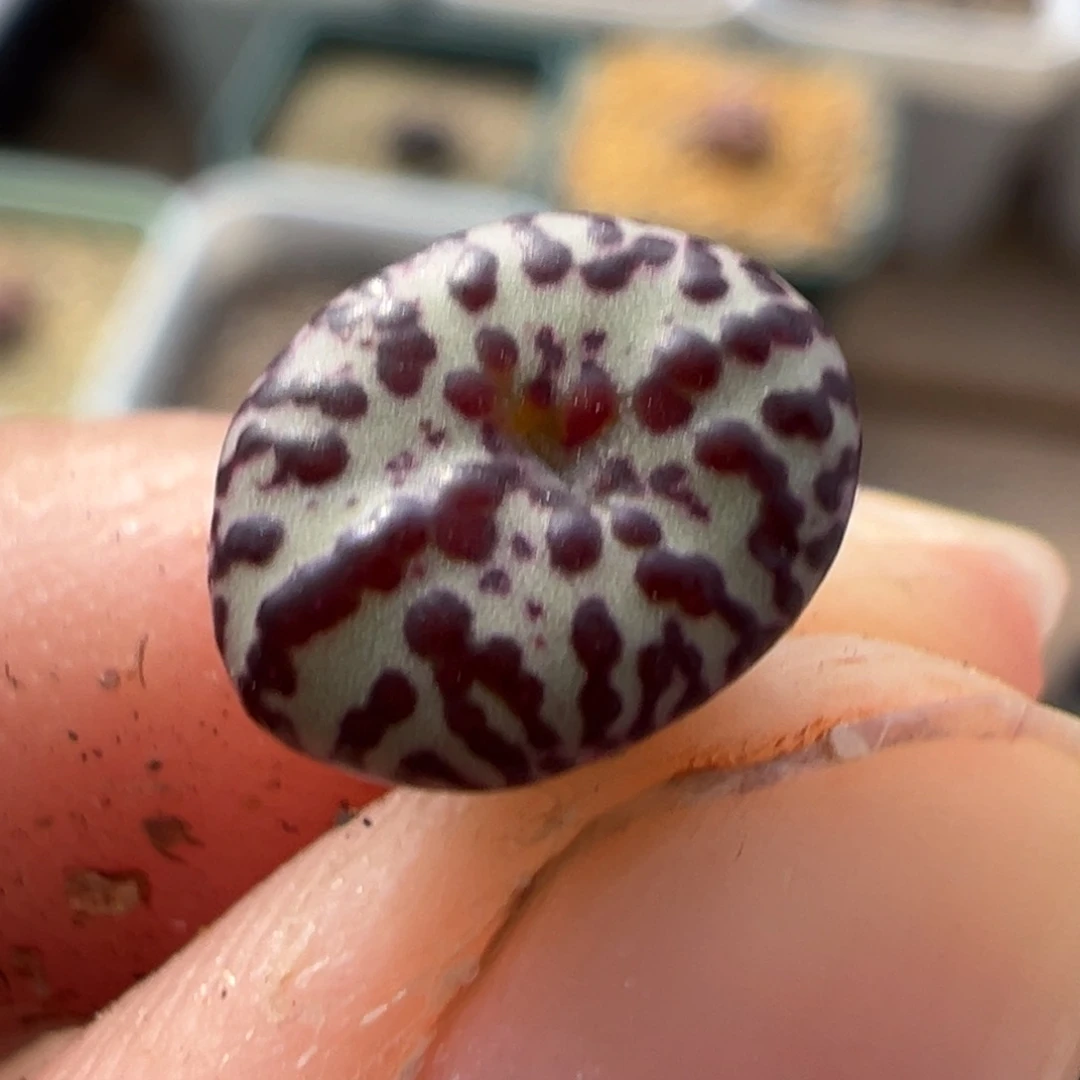 ·****儿1111111111111111多肉