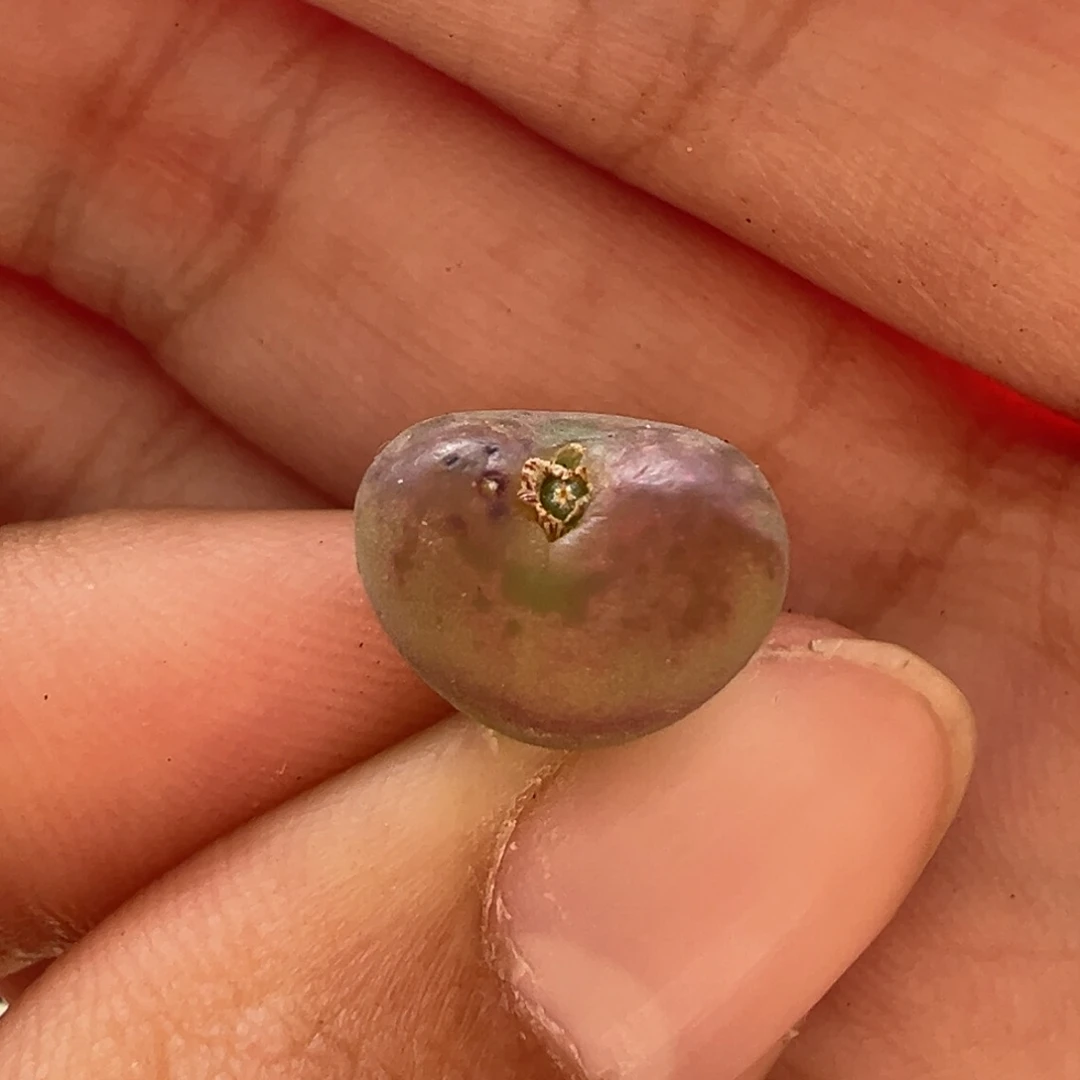 吕桃杂桃实生多肉