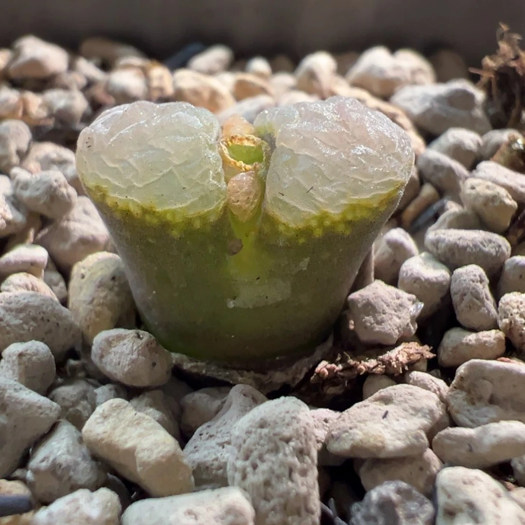 6*1111111111111111多肉