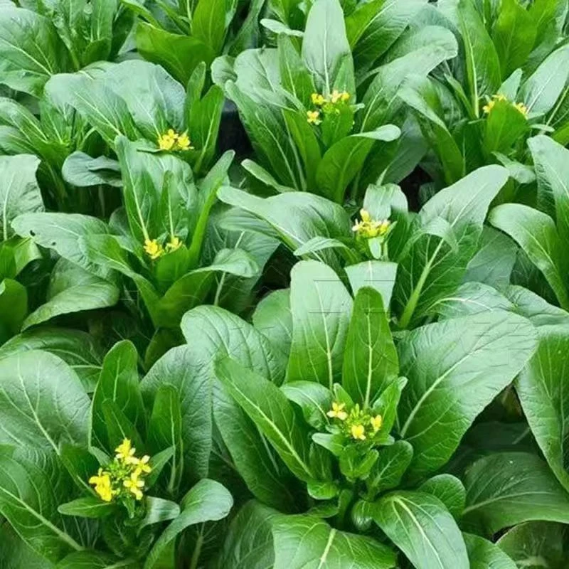 广东油青甜菜心种子四季甜菜心种子粗条青菜蔬菜