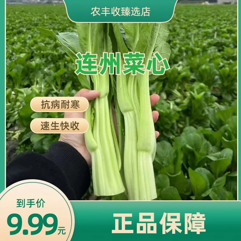 多菜苔甜菜心连州菜心种子多芽甜菜心油菜苔高脚菜心四季蔬菜种子