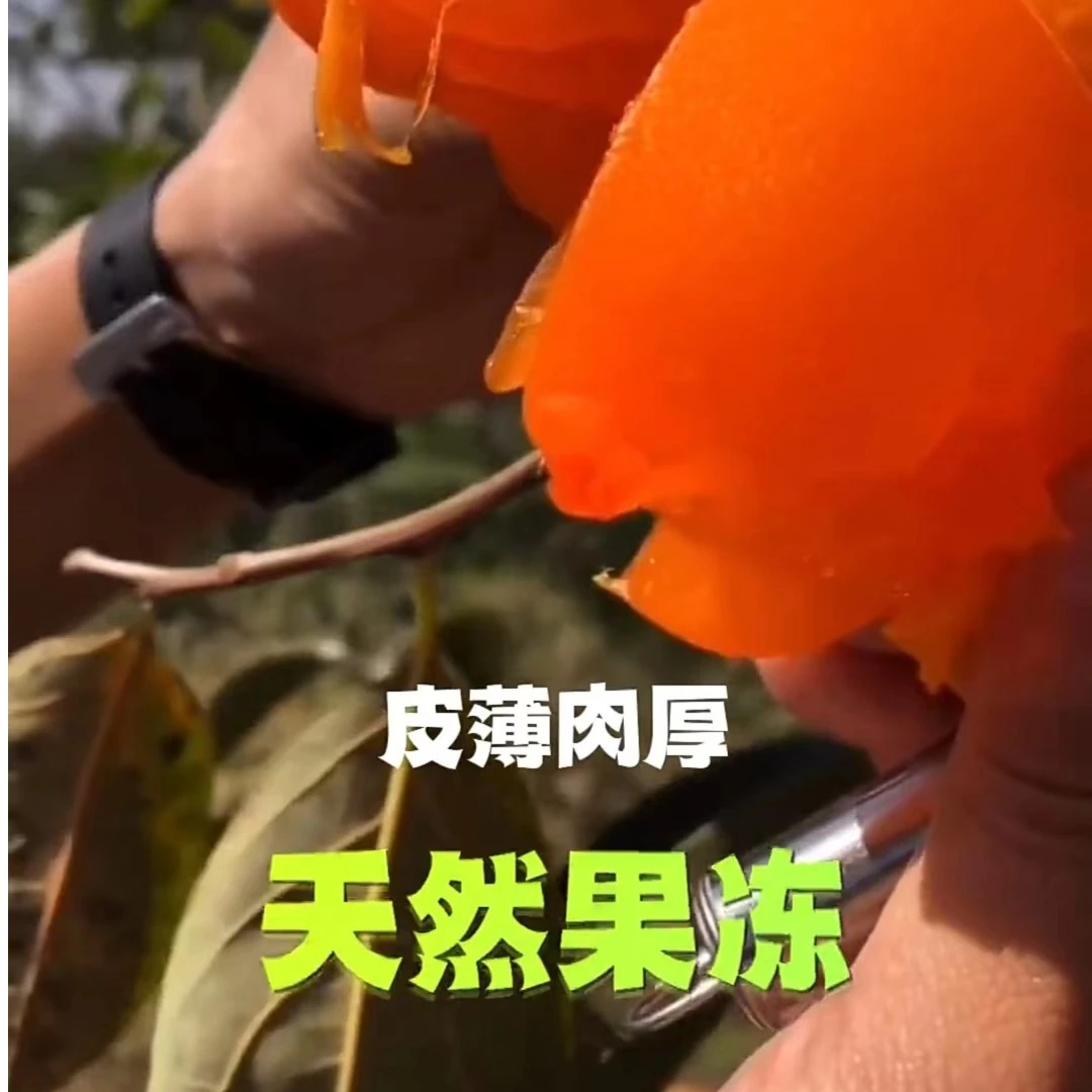 陕西富平大尖柿放软吃甜甜蜜蜜5斤产地发货