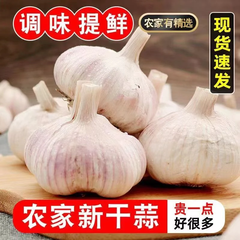 【新人直降3元】 金乡紫皮大蒜干蒜大蒜头新大蒜健康调味品优质大蒜