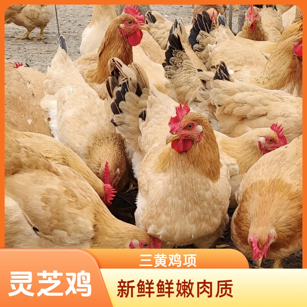 《灵芝鸡》230天母鸡毛重3.5斤喂养灵芝玉米五谷杂粮果园放养