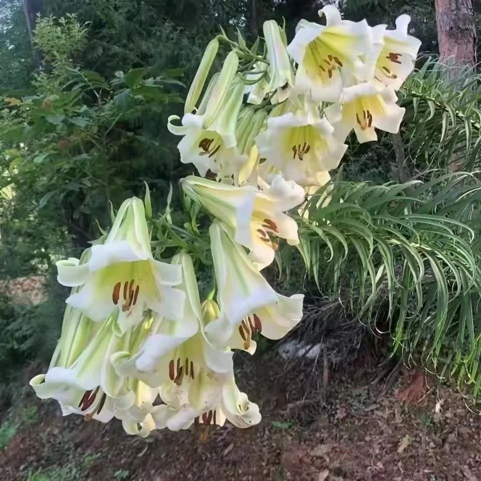 贵州山货（野百合）500克包邮