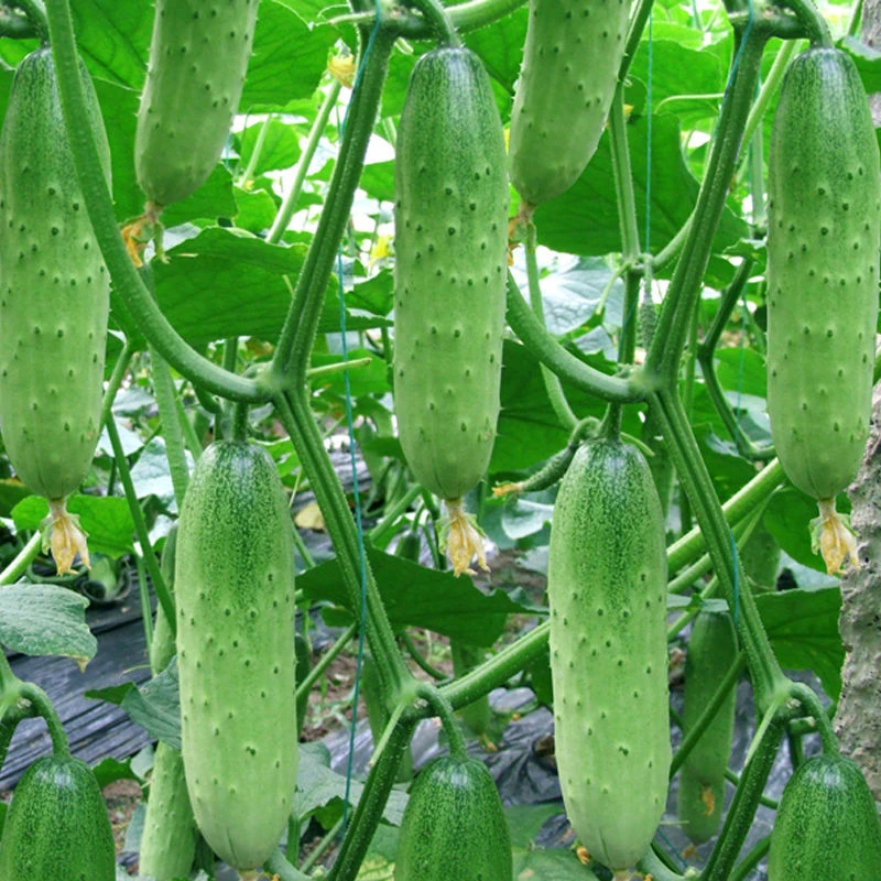 四季播种水果黄瓜节节瓜小黄瓜地载阳台盆栽菜籽农家黄瓜种子