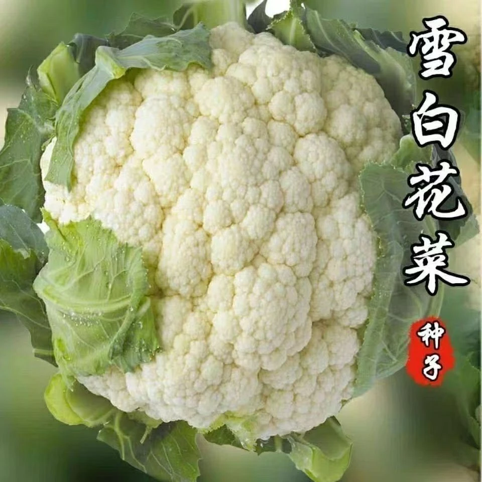松花菜种子青梗花椰菜台湾花菜种籽大春季四蔬菜孑菜苗南方