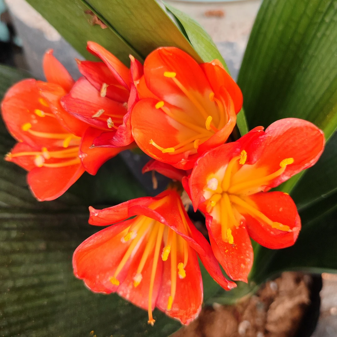 14片以上君子兰盆栽老苗花卉植物室内家居易活家居星花怒放橙红色