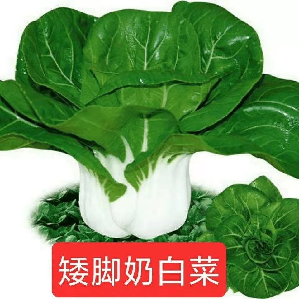 新白雪公主奶白菜种子四季可种矮脚白菜种籽湘潭大田蔬菜种子庭院