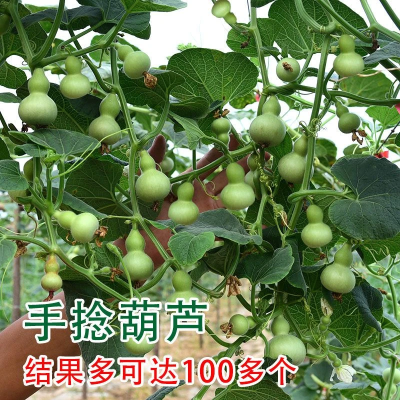 盆栽手捻葫芦种子花卉盆栽活四季播种阳台文玩小亚腰小葫芦
