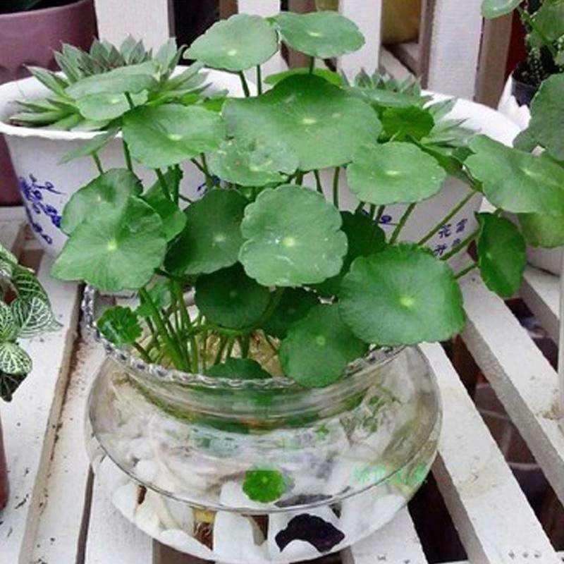 铜钱草种子金钱草水培植物盆栽四季种活花籽花卉