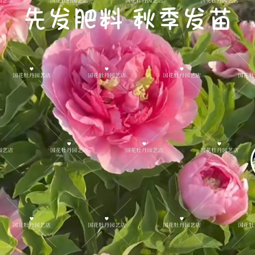 牡丹《映日红》先发肥料 秋季发苗