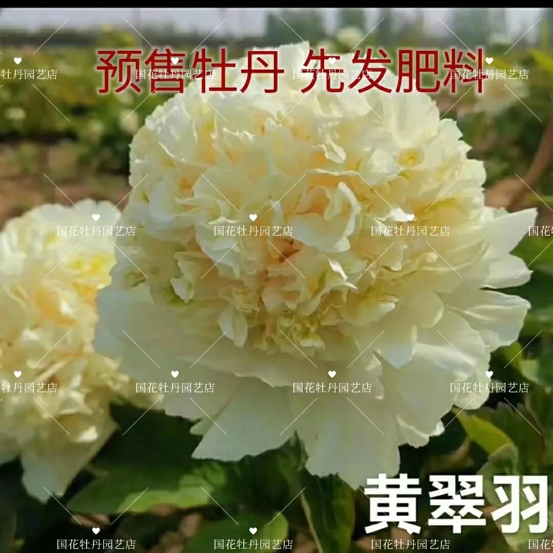 牡丹《黄翠羽》先发肥料 秋季发苗