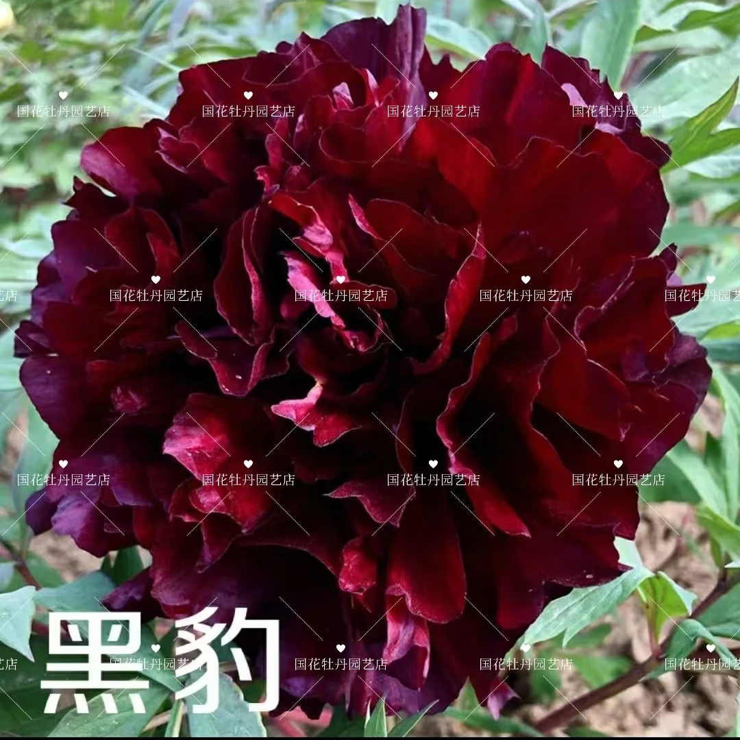 牡丹《黑豹》先发肥料 秋季发苗
