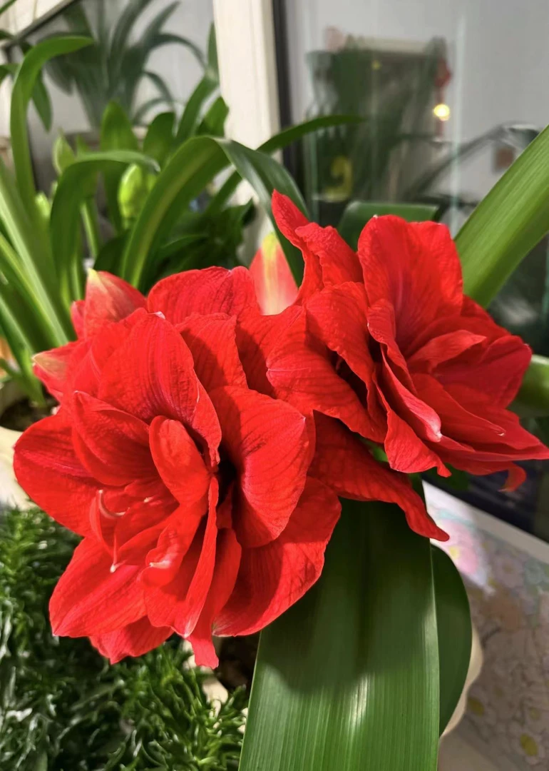 【樱桃妮芙】重瓣进口朱顶红开花热烈喜庆绚丽夺目闪亮亮的红红火火