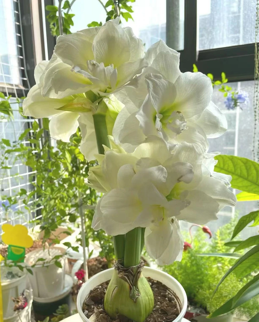 【阿芙蕾】进口重瓣朱顶红开花盆栽观花种球植物栽培老根浇水种植