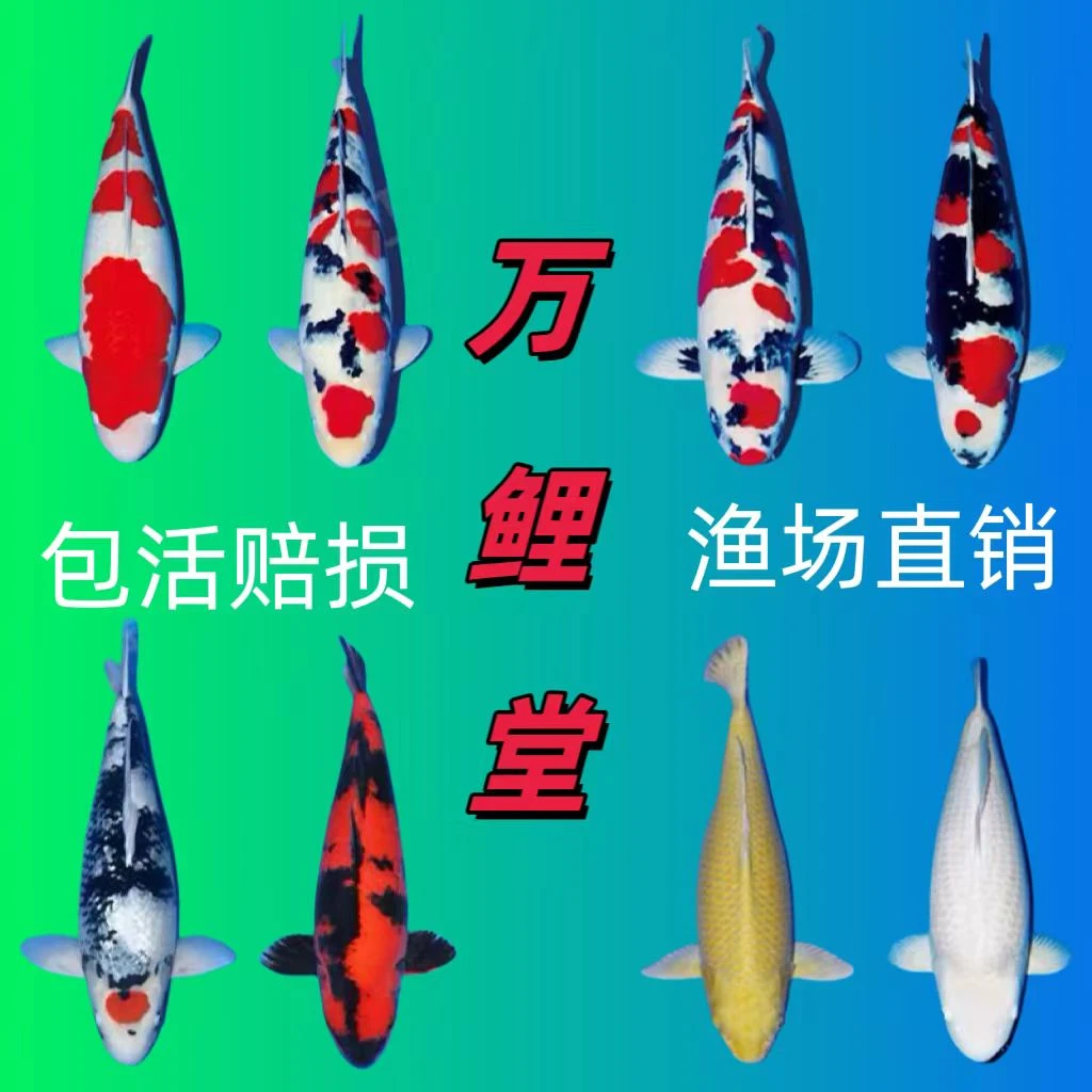 福利鱼锦鲤观赏鱼