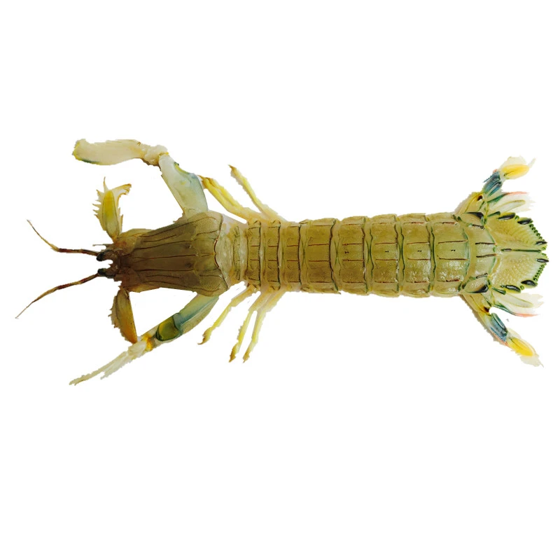 一条泰国富贵虾皮皮虾