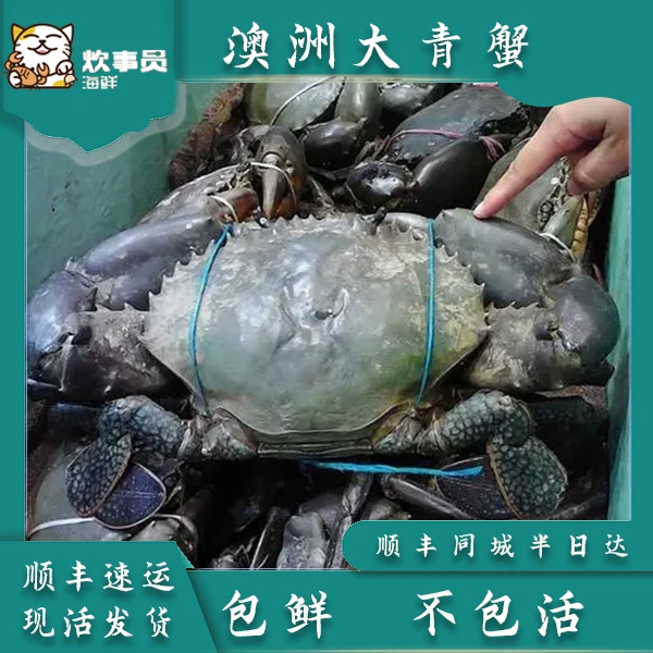 一只2-2.5斤澳洲大青蟹肉蟹 澳洲青蟹 新风港发货 活发包鲜不包活