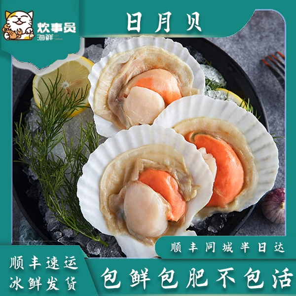 三斤深海迷你日月贝-压冰活发 包鲜包肥不包活新风港发货掉水率8%