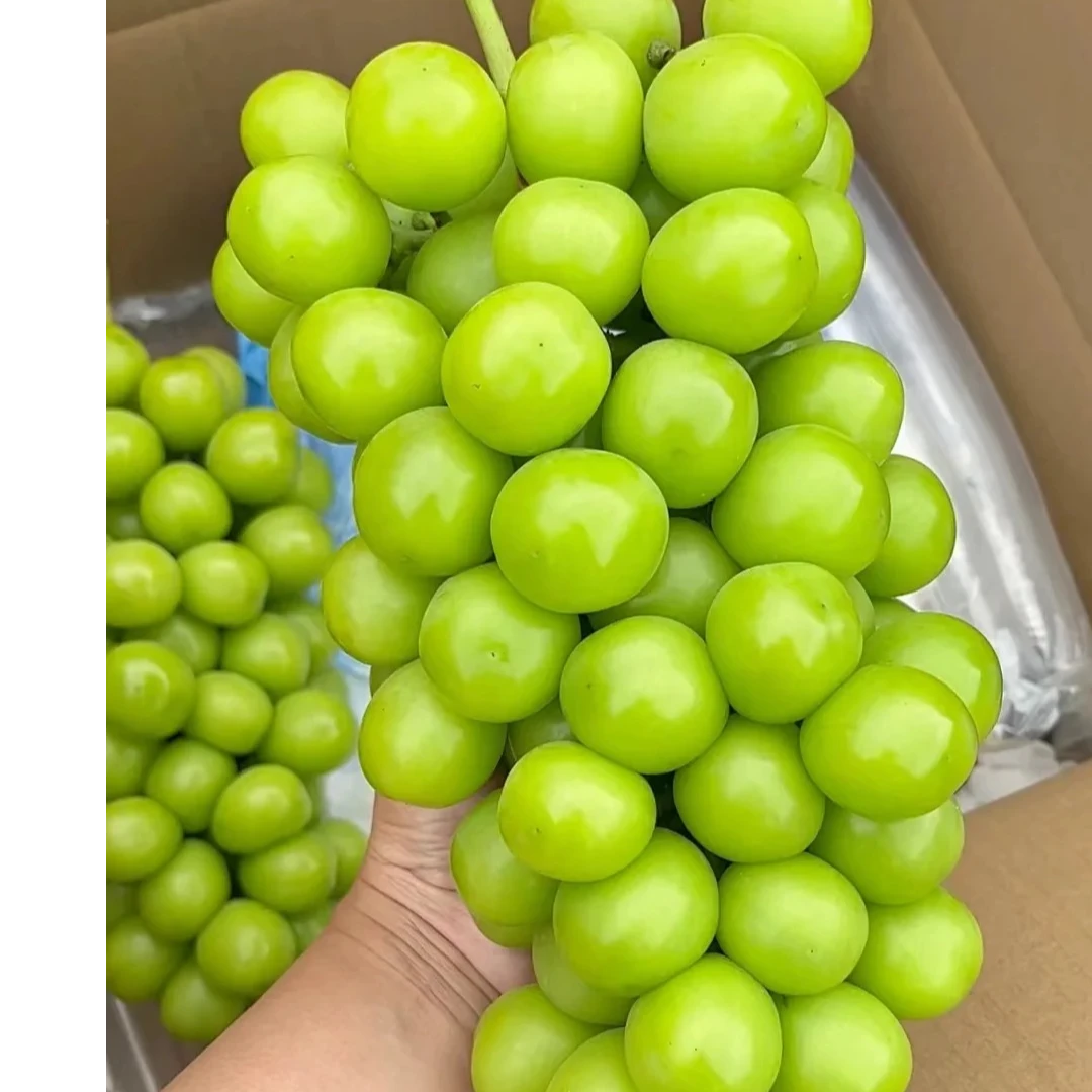 阳光玫瑰葡萄新鲜采摘脆甜多汁皮薄肉厚营养高山饱满发货种植品质