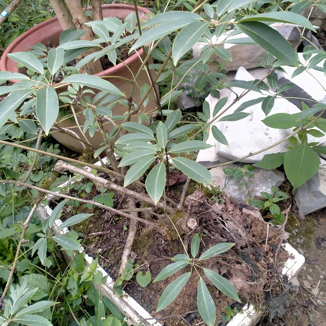 腊腾瓜，开花结果的，跟八月瓜差不多
