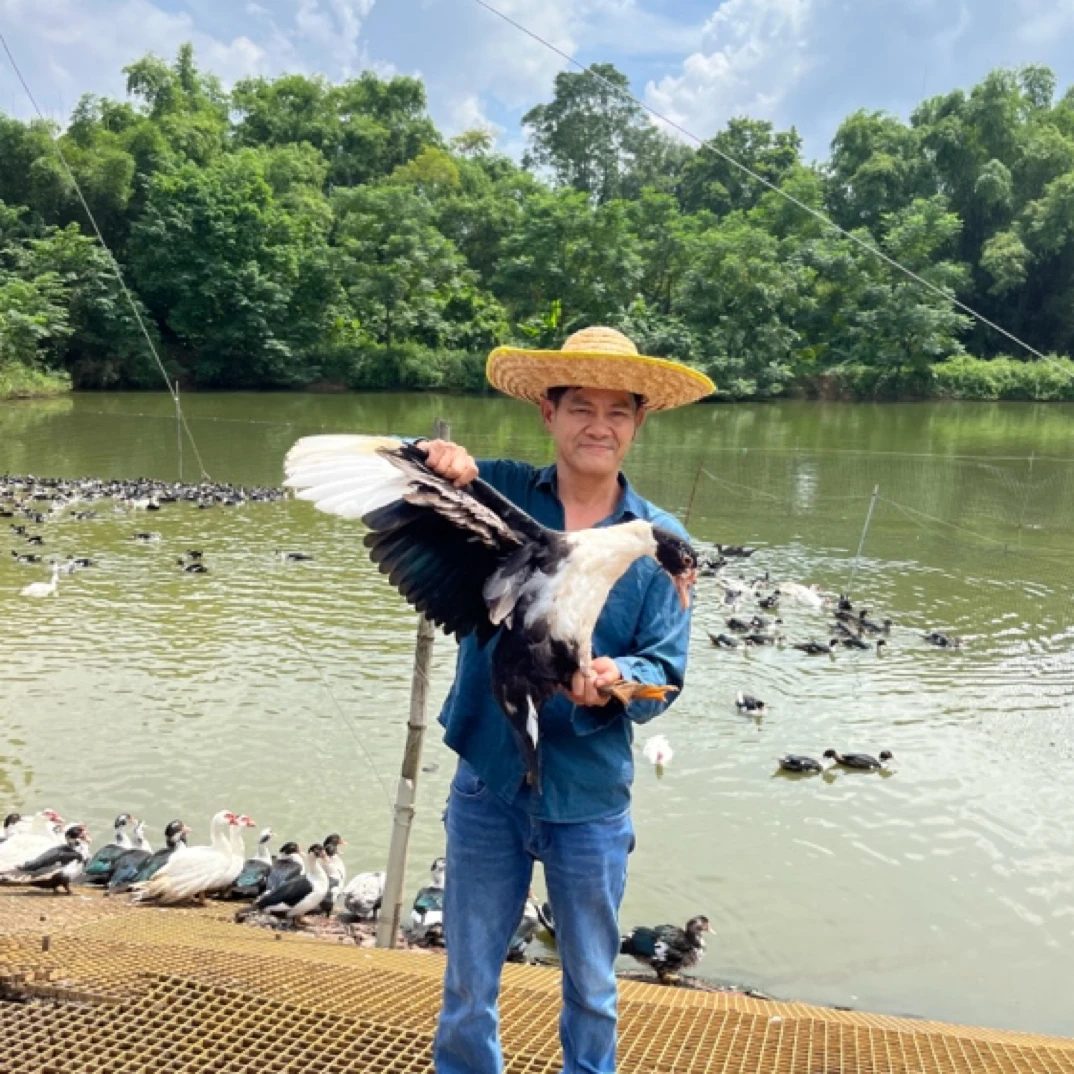 西洋鸭（番鸭）150天山水散养 手工宰杀 真空包装 净4斤左右 /只