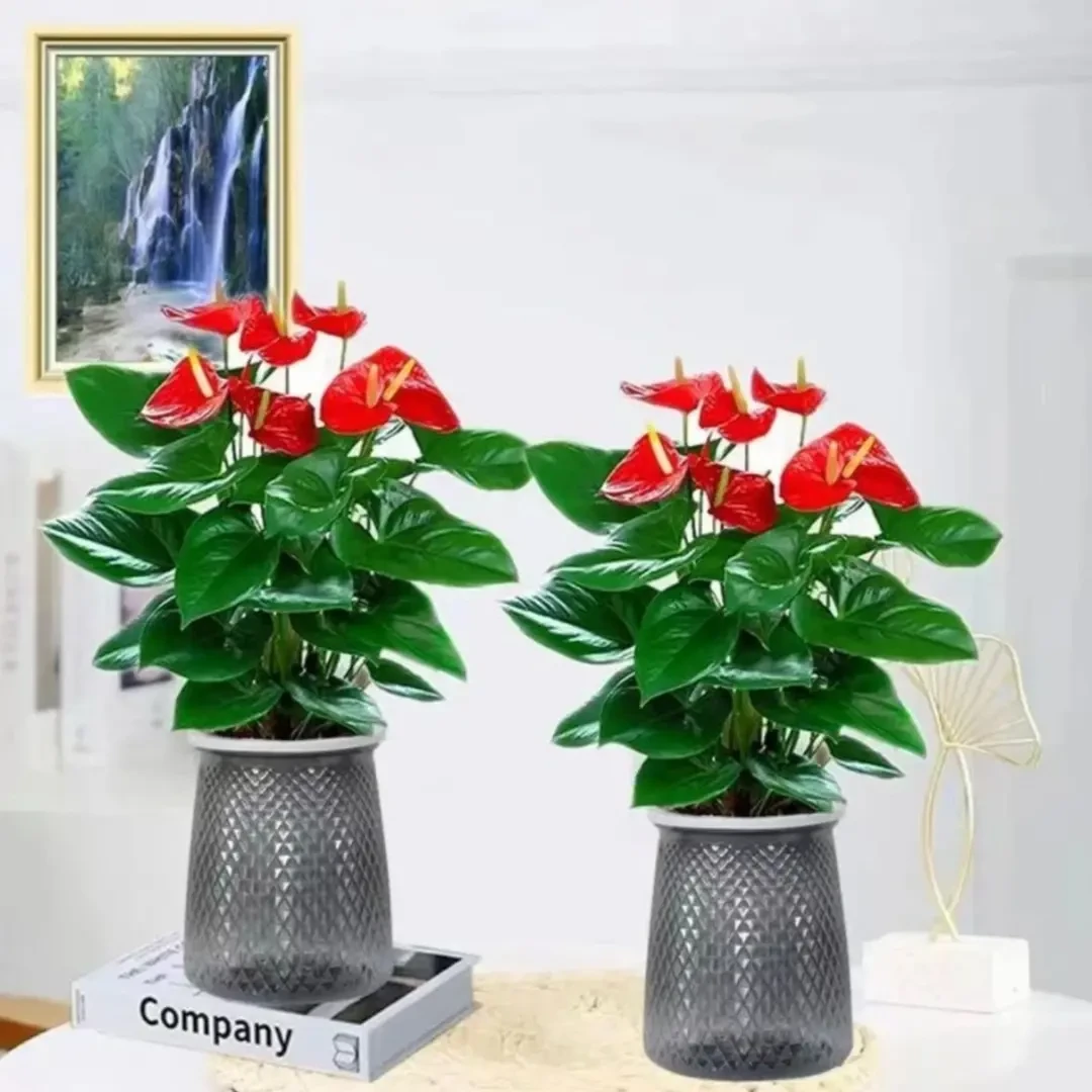 （3-5朵花）水培红掌盆栽室内植物四季好养花卉鸿运当头开花绿植