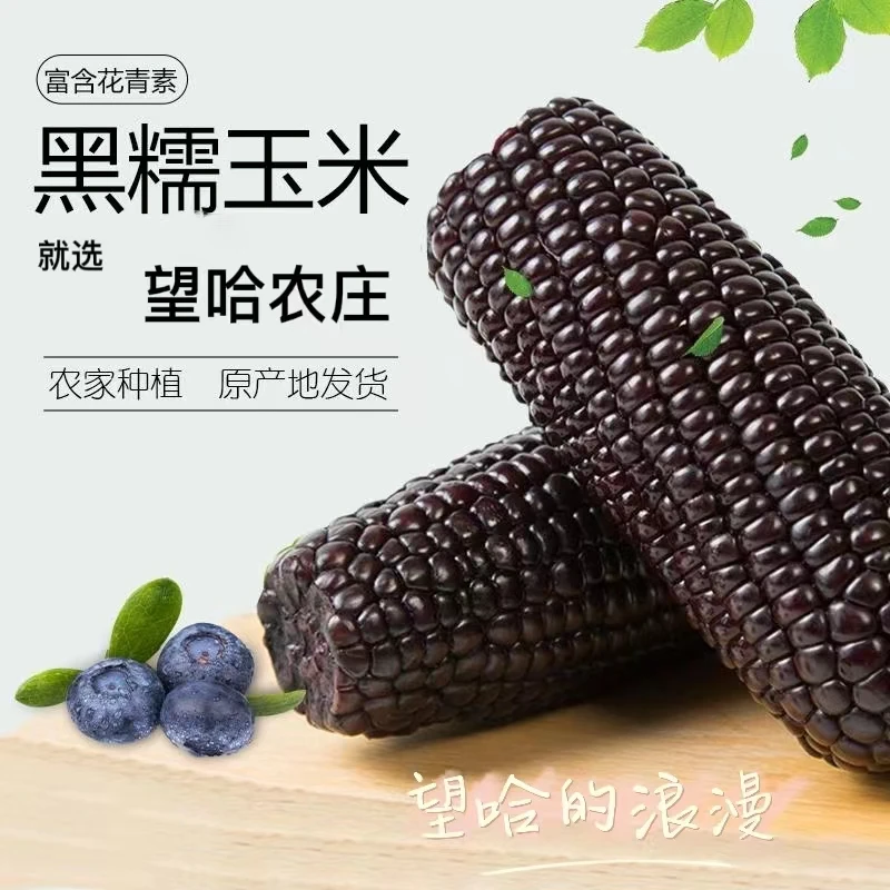 【洋洋专属】望哈农庄黑糯玉米（每箱10棒，每棒200克）