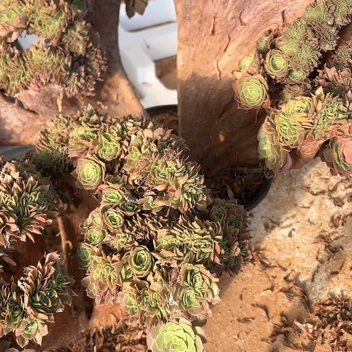 用****8用户1758 万圣节缀化两棵58-2