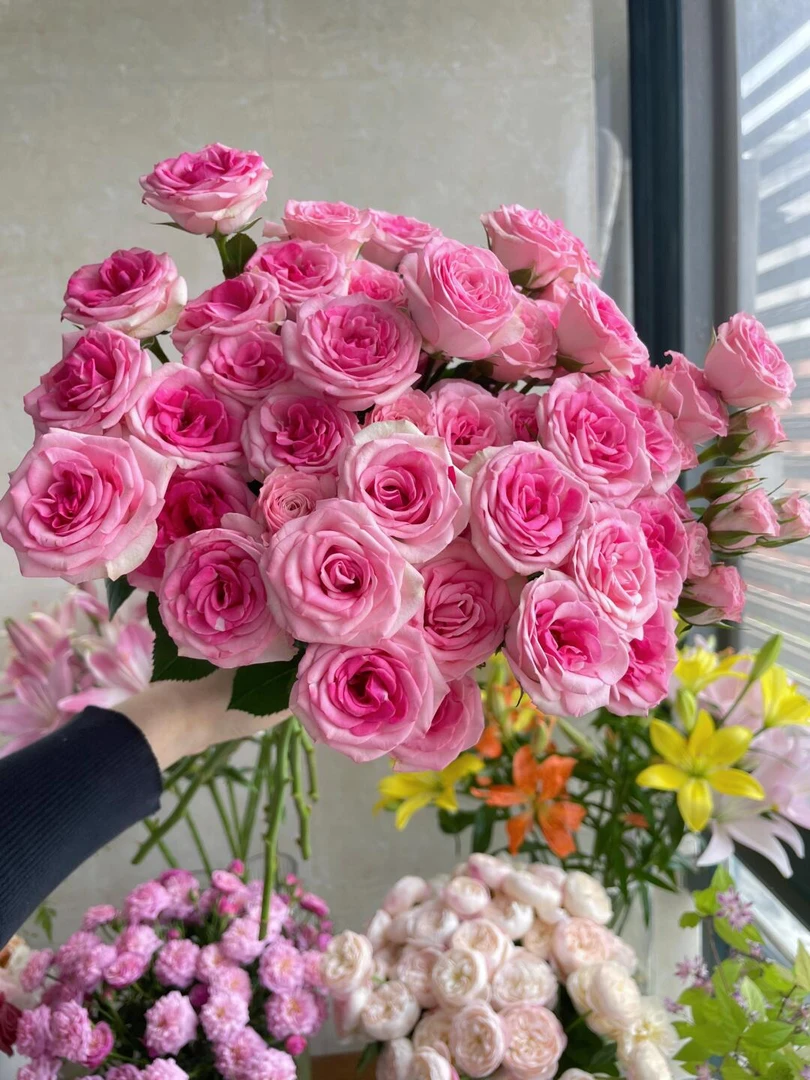 百变花涧小樱多头玫瑰，基地直发，包邮