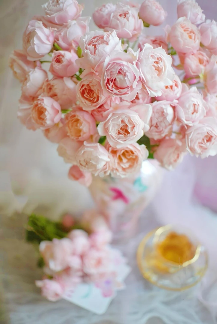 胭脂格格多头玫瑰，基地直发，顺丰包邮