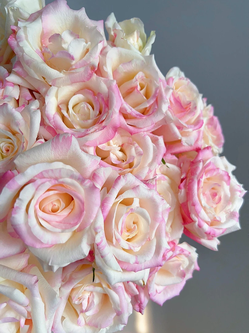 霓裳多头玫瑰，基地直发，顺丰包邮