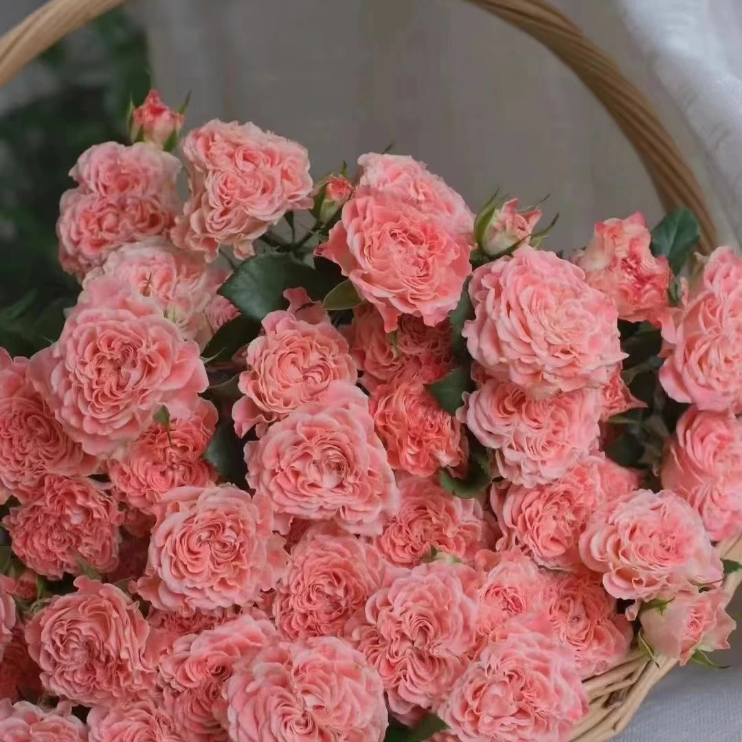 小仙女多头玫瑰，基地直发，一单包邮