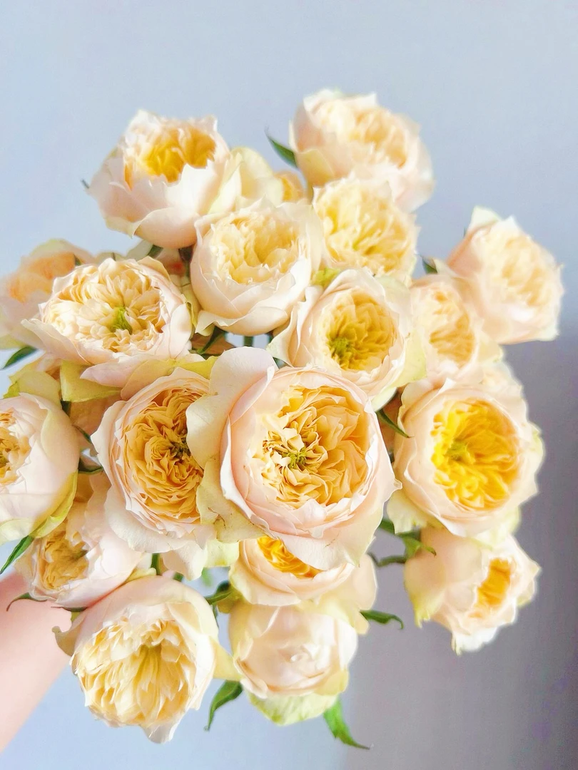 黄蝴蝶pro max多头玫瑰，基地直发，顺丰包邮