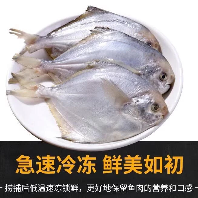 新鲜海捕银鲳鱼一斤6-7条到手6斤连云港发货
