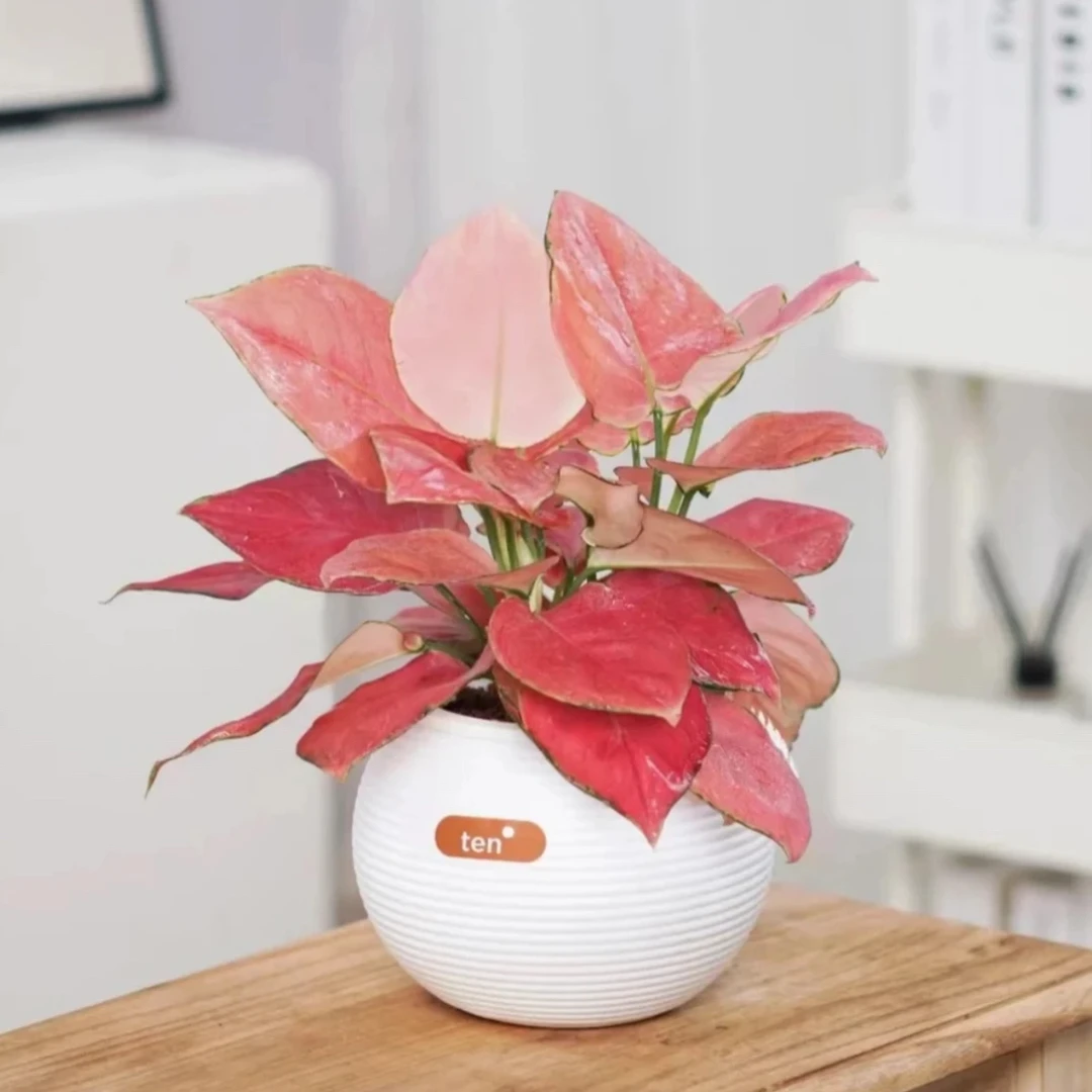 吉利红盆月亮盆栽室内客厅办公好养带懒人盆红色植物美化鲜活