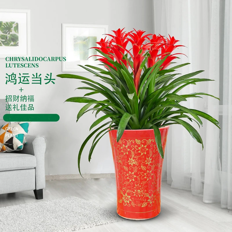 鸿运当头大型盆栽凤梨四季开花植物室内客厅阳台观花绿植年宵花卉