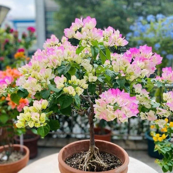 漳红樱三角梅盆栽带花盆栽带花绿樱三角梅大苗四季开花名贵三角梅