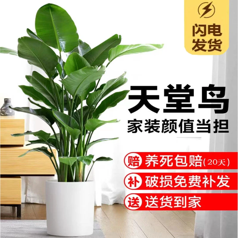 天堂鸟盆栽鹤望兰网红室内客厅办公室大型盆景绿植吸甲醛绿植花卉