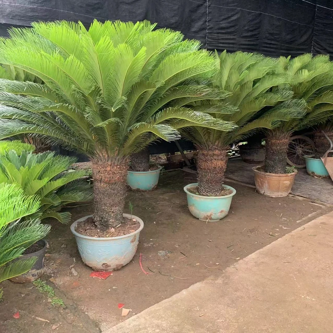 【顺丰包邮】铁树盆栽大型苏铁绿植办公室墨西哥盆景观叶室内外植物