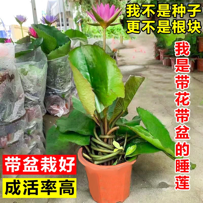 睡莲带花苞荷花莲花原土原盆成品四季开花水养池塘阳台水生植物sl