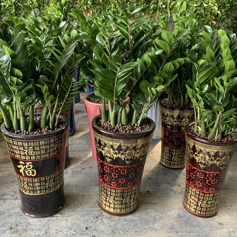 【大件顺丰邮】金钱树大棵盆栽绿植客厅乔迁开业送礼钱串子办公室