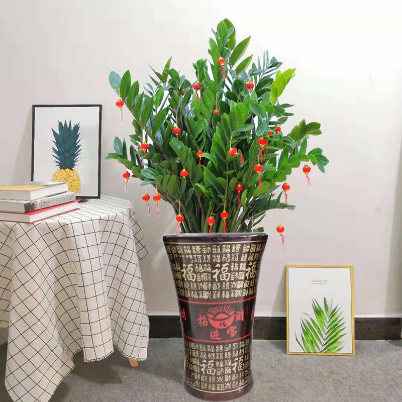 金钱树特大绿植招财高档盆栽乔迁开业送礼钱串子办公室上档次植物