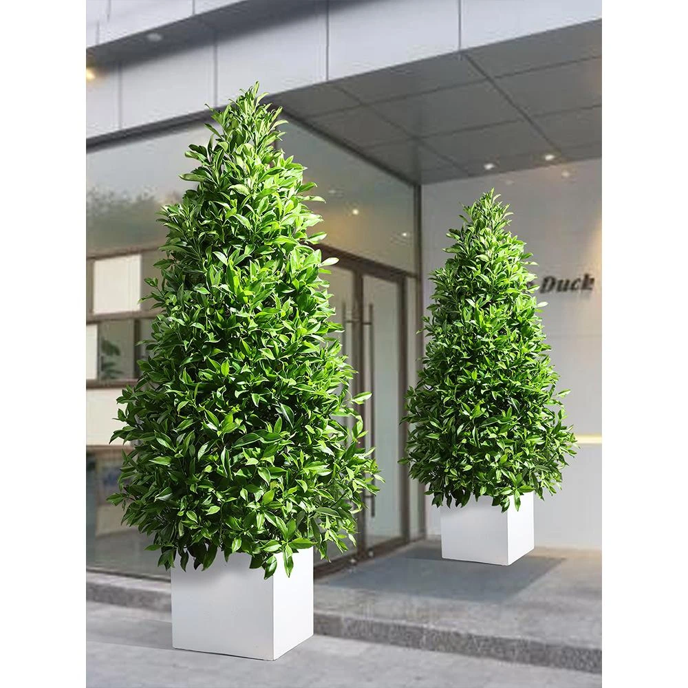 非洲茉莉大型盆栽室内客厅好养网红常绿办公室阳台花卉真植物盆景