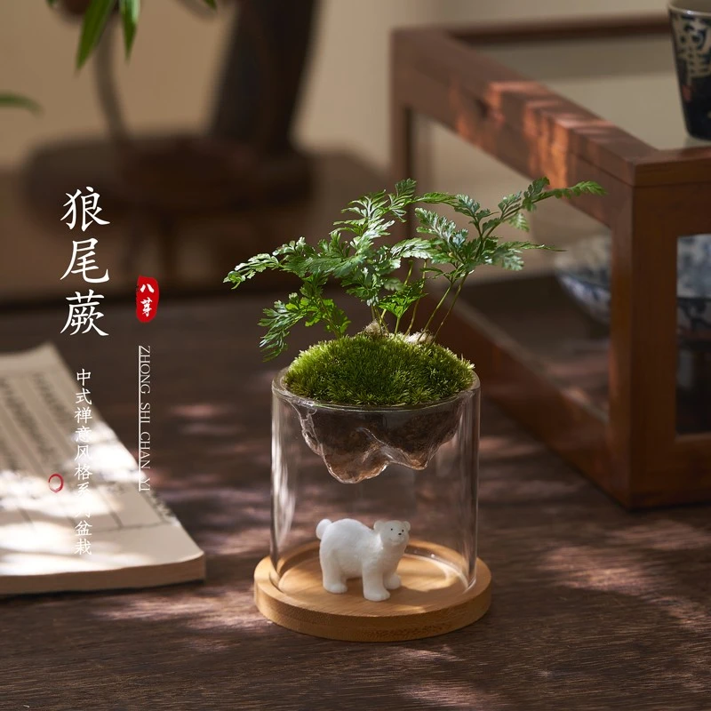 鲜活苔藓创意桌面微景观产品盆景盆栽治愈趣味观山茶几自然摆件