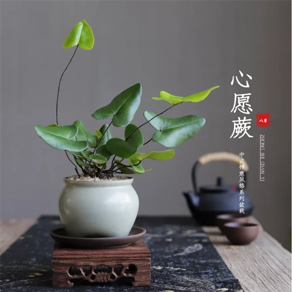 心愿蕨茶桌办公室桌面水培创意趣味绿植蕨类盆景盆栽净化空气加湿